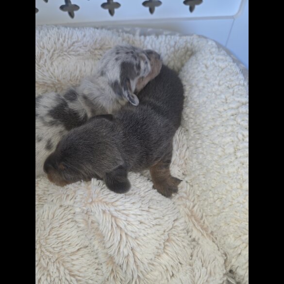 Dachshund (Miniature Smooth Haired)