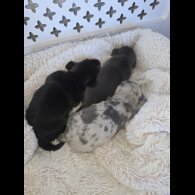 Dachshund (Miniature Smooth Haired)