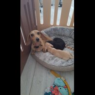 Dachshund (Miniature Smooth Haired)