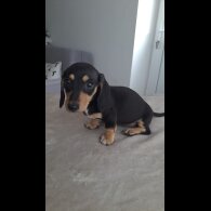Dachshund (Miniature Smooth Haired)