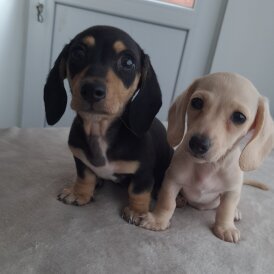 Dachshund (Miniature Smooth Haired)