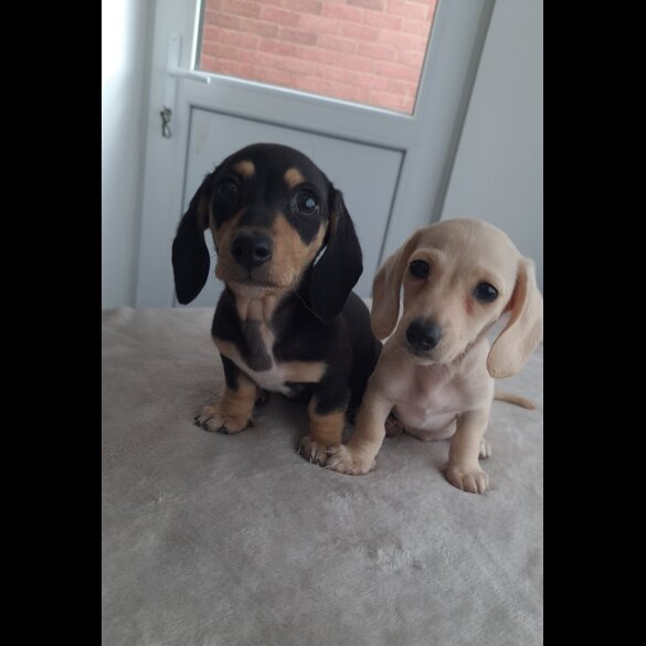 Dachshund (Miniature Smooth Haired)