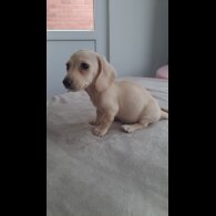 Dachshund (Miniature Smooth Haired)