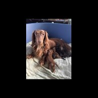 Dachshund (Smooth Haired) - Both