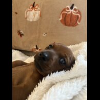 Dachshund (Miniature Smooth Haired)