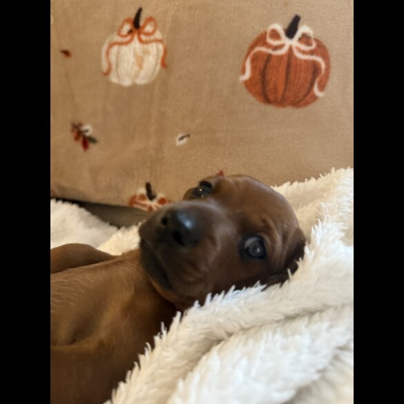 Dachshund (Miniature Smooth Haired)