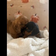 Dachshund (Miniature Smooth Haired)