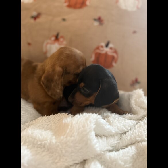 Dachshund (Miniature Smooth Haired)