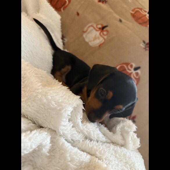 Dachshund (Miniature Smooth Haired)