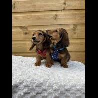 Dachshund (Smooth Haired) - Both