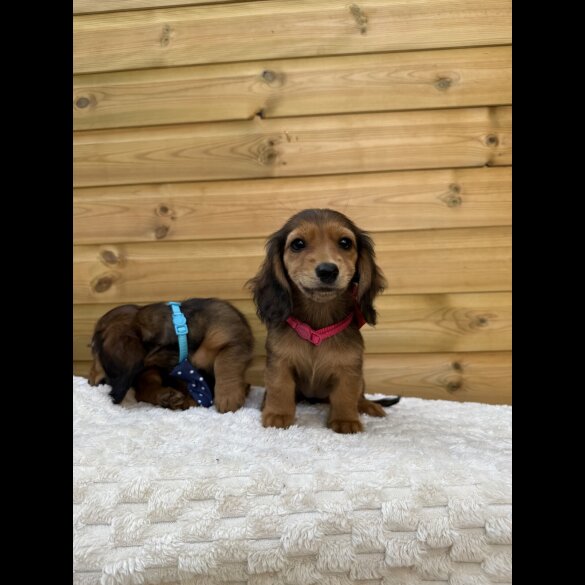 Dachshund (Smooth Haired) - Both