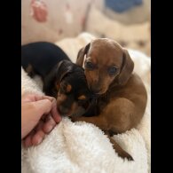 Dachshund (Miniature Smooth Haired)