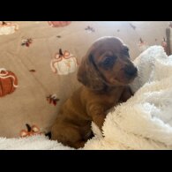 Dachshund (Miniature Smooth Haired)