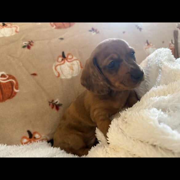 Dachshund (Miniature Smooth Haired)
