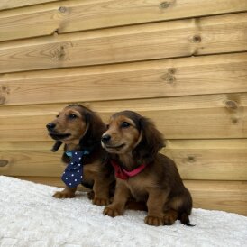 Dachshund (Smooth Haired) - Both