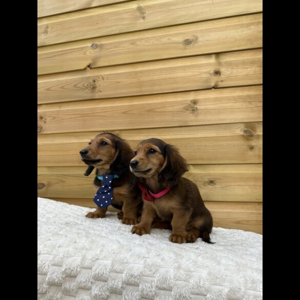 Dachshund (Smooth Haired) - Both