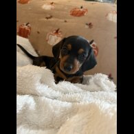 Dachshund (Miniature Smooth Haired)