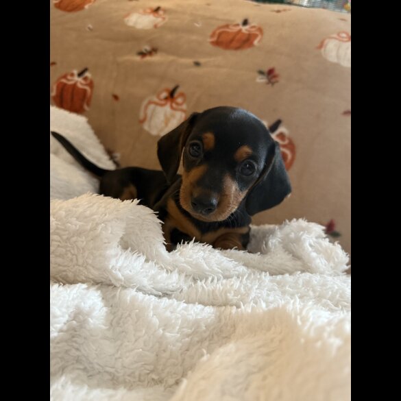 Dachshund (Miniature Smooth Haired)