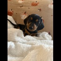 Dachshund (Miniature Smooth Haired)