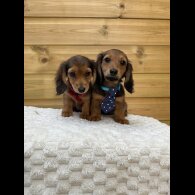 Dachshund (Smooth Haired) - Both