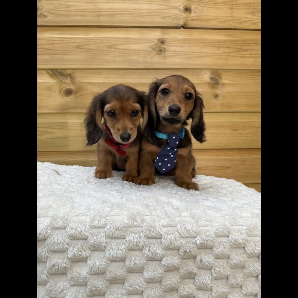 Dachshund (Smooth Haired) - Both