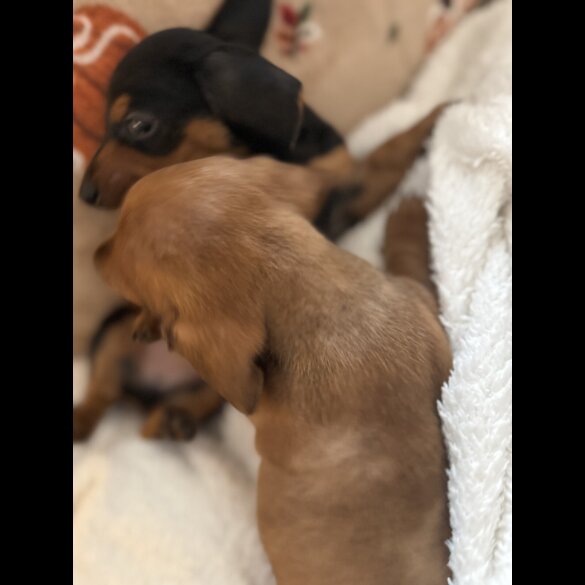 Dachshund (Miniature Smooth Haired)