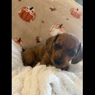 Dachshund (Miniature Smooth Haired)
