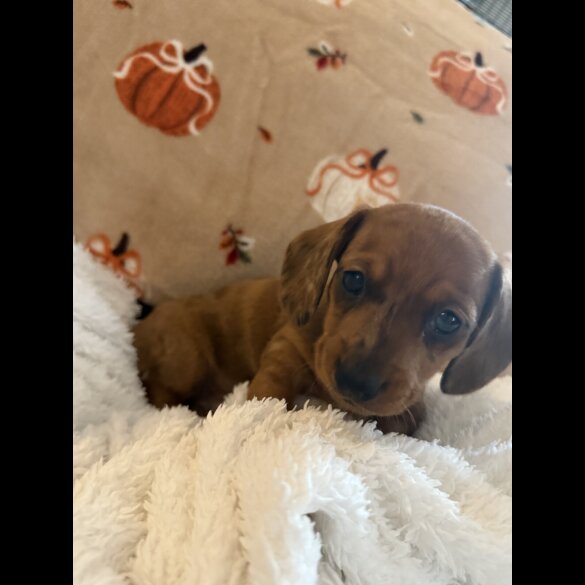 Dachshund (Miniature Smooth Haired)