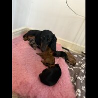 Dachshund (Miniature Smooth Haired)