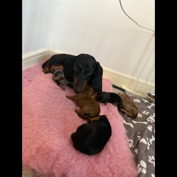 Dachshund (Miniature Smooth Haired)