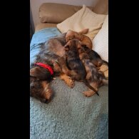 Dachshund (Miniature Smooth Haired) - Both