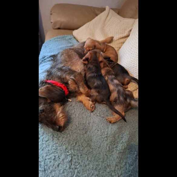 Dachshund (Miniature Smooth Haired) - Both
