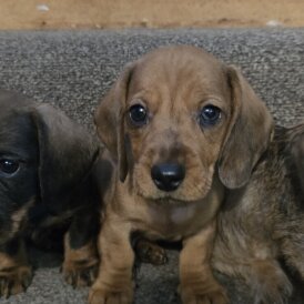 Dachshund (Smooth Haired) - Both