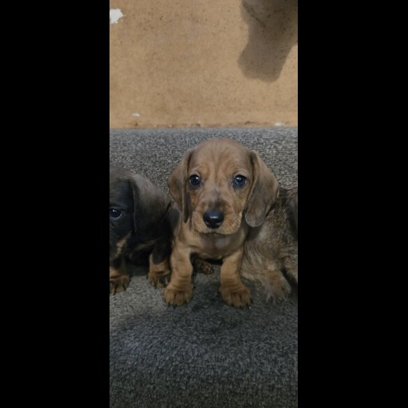 Dachshund (Miniature Smooth Haired) - Both