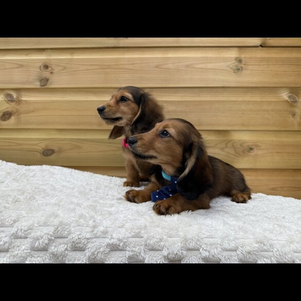 Dachshund (Smooth Haired) - Both