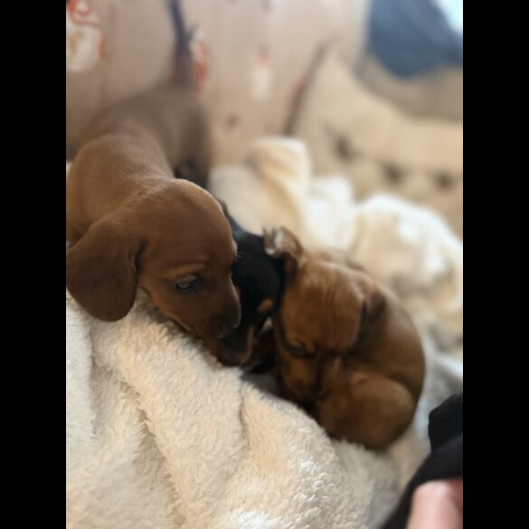 Dachshund (Miniature Smooth Haired)