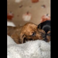 Dachshund (Miniature Smooth Haired)
