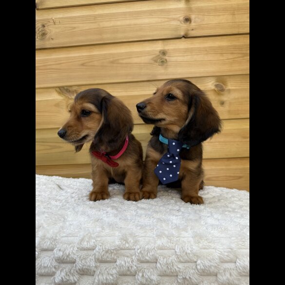 Dachshund (Smooth Haired) - Both