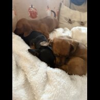 Dachshund (Miniature Smooth Haired)