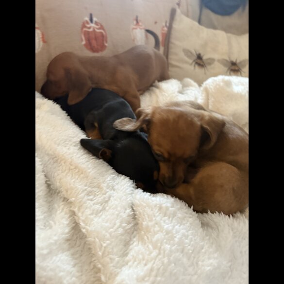 Dachshund (Miniature Smooth Haired)