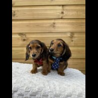 Dachshund (Smooth Haired) - Both