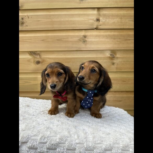 Dachshund (Smooth Haired) - Both