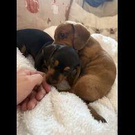 Dachshund (Miniature Smooth Haired)