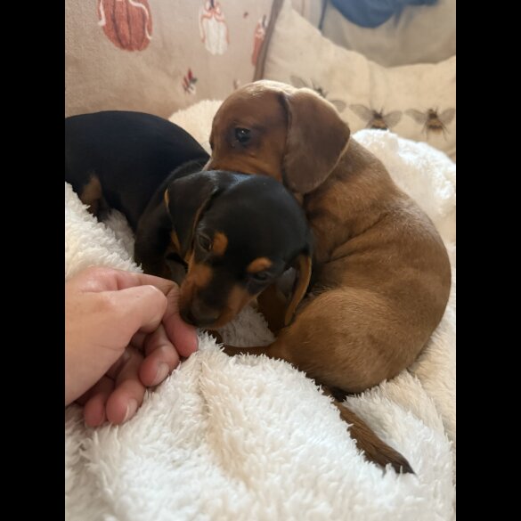Dachshund (Miniature Smooth Haired)