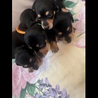 Dachshund (Miniature Smooth Haired)