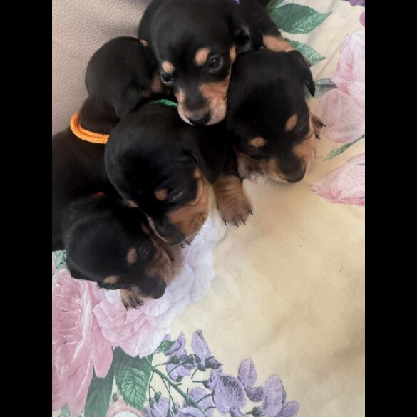 Dachshund (Miniature Smooth Haired)