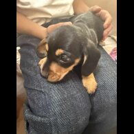 Dachshund (Miniature Smooth Haired)