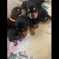 Dachshund (Miniature Smooth Haired)