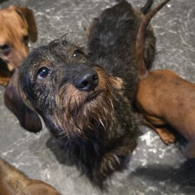 Dachshund (Smooth Haired)