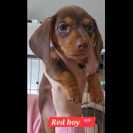 Dachshund (Miniature Smooth Haired)